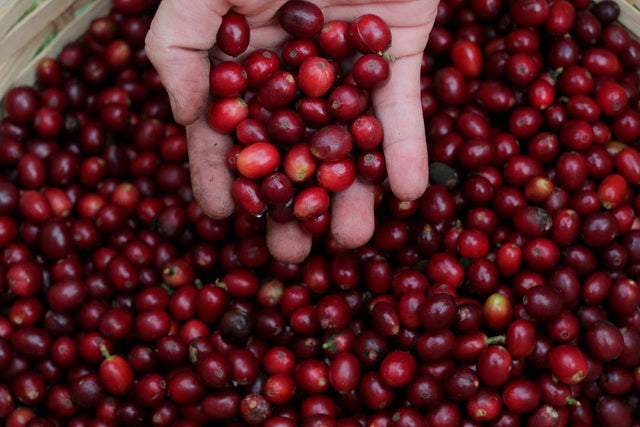 Coffee by women, for women.